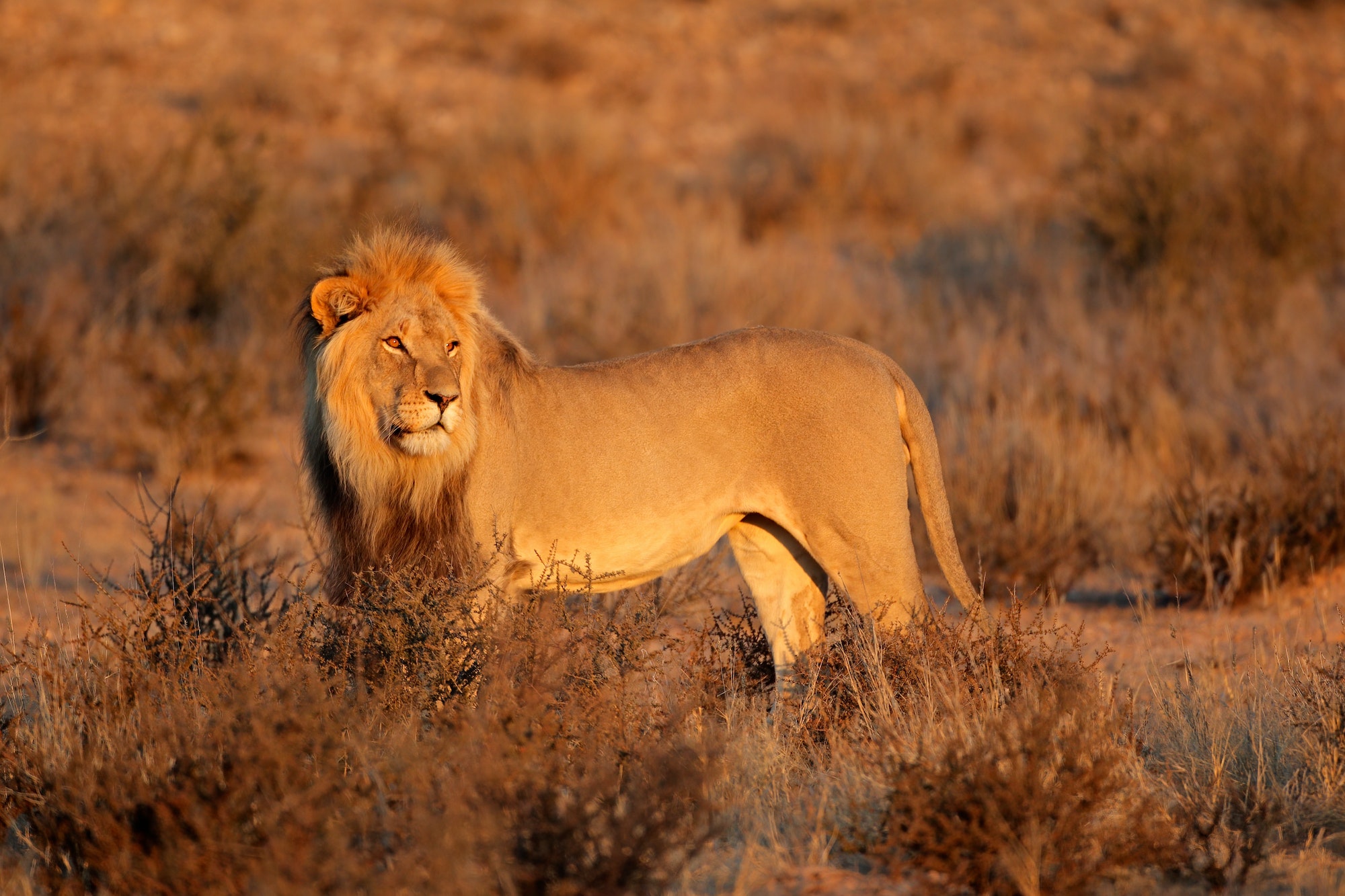 Male African lion - Kalahari desert